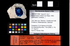 Foto (Objekt + Etikett) von Nodoprosopon ornatum (von Meyer, 1842)  (NHMW-GEO-1990-0041-2482)